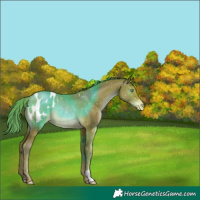 Horse Color:Brown Pearl Appaloosa Rabicano