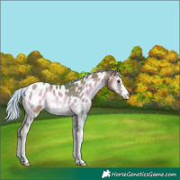 Horse Color:Watercolor Silver Brown Pearl Onyx Sabino Appaloosa Rabicano