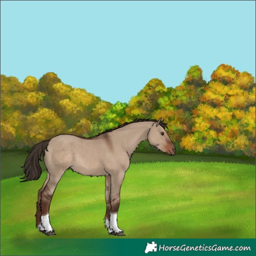 Horse Color:Liver Red Dun Tobiano Rabicano 