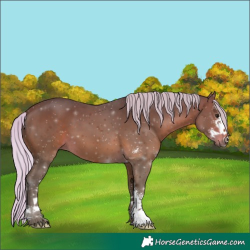 Horse Color:Silver Brown Sabino 