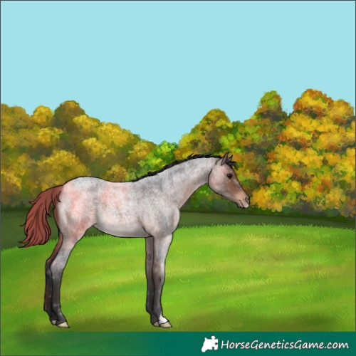 Horse Color:Brown Roan 
