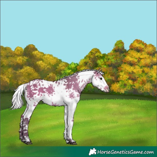 Horse Color:Silver Bay Dun Sabino Rabicano 