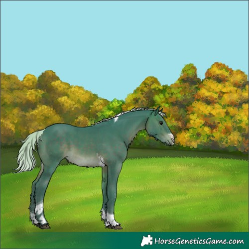 Horse Color:Watercolor Silver Brown Sabino Tobiano Rabicano 