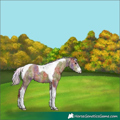 Horse Color:Nacre Silver Grullo Ice Sabino Tobiano 
