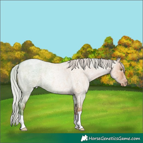Horse Color:Silver Bay Ice Roan Pearl Dun 