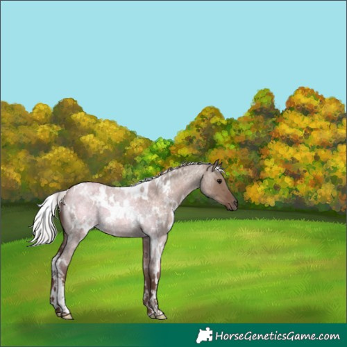 Horse Color:White Spotted Silver Grullo Roan 