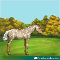 Horse Color:Silver Grullo Pearl Near Leopard 