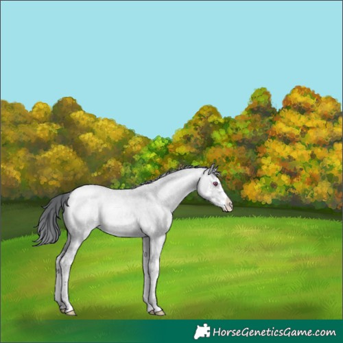 Horse Color:Brown Chinchilla Roan Pearl Dun Splash 