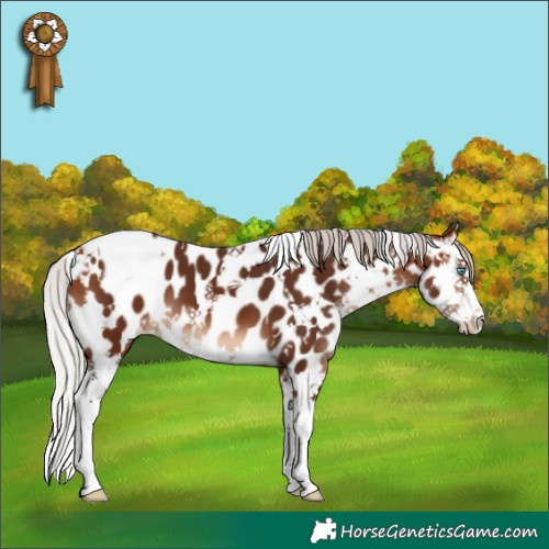 Horse Color:White Spotted Silver Bay Splash Appaloosa 