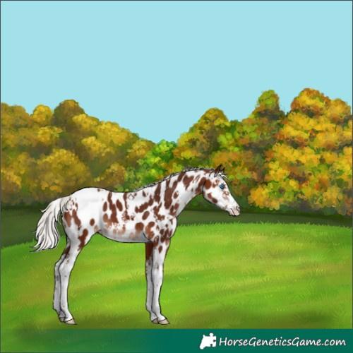 Horse Color:White Spotted Silver Bay Splash Appaloosa 