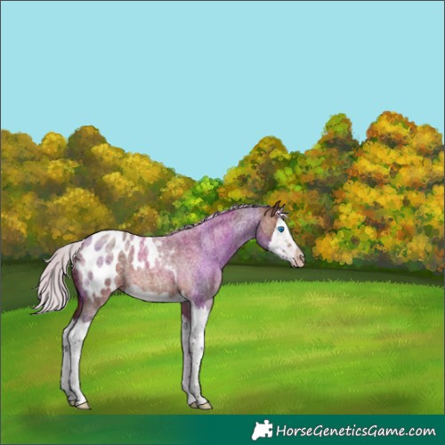 Horse Color:Silver Brown Roan Splash Appaloosa 