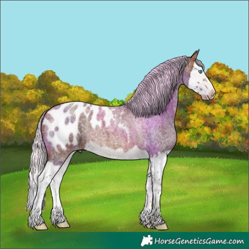 Horse Color:Silver Brown Roan Splash Appaloosa 