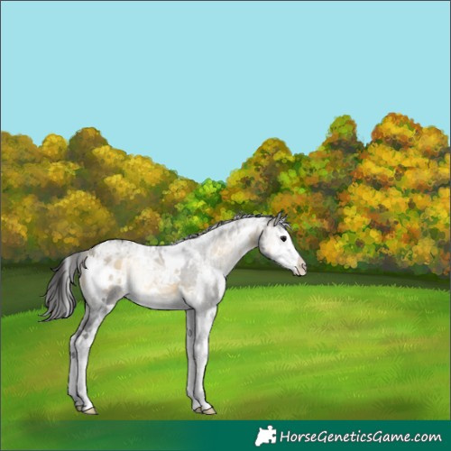 Horse Color:White Spotted Buckskin Ice Onyx Splash 