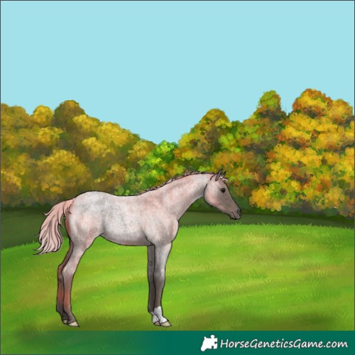 Horse Color:Silver Blue Roan 
