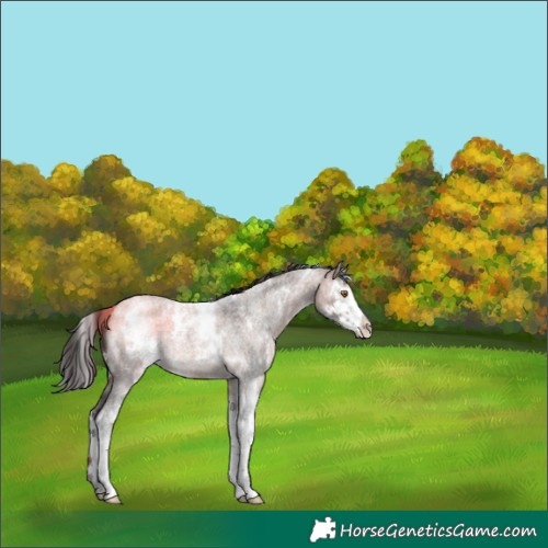 Horse Color:White Spotted Bay Roan Dun Splash 