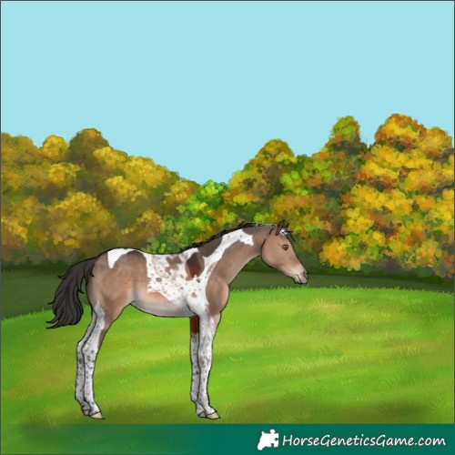 Horse Color:Brown Dun Mushroom Tobiano 