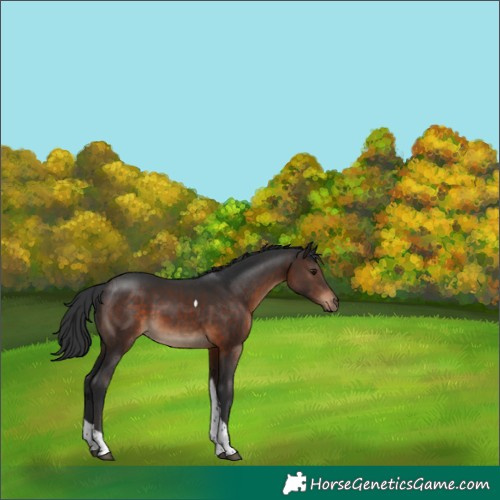 Horse Color:Brown Tobiano 