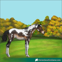 Horse Color:Gray White Spotted Brown Tobiano Rabicano 