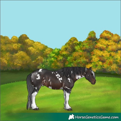 Horse Color:White Spotted Brown Tobiano 