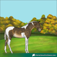 Horse Color:Silver Buckskin Tobiano