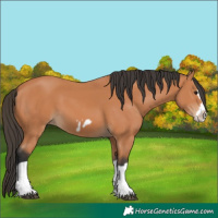Horse Color:Bay Splash Frame