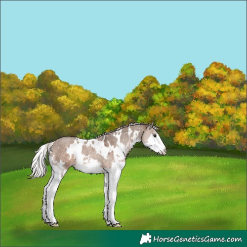Horse Color:White Spotted Silver Brown Roan Dun Splash 