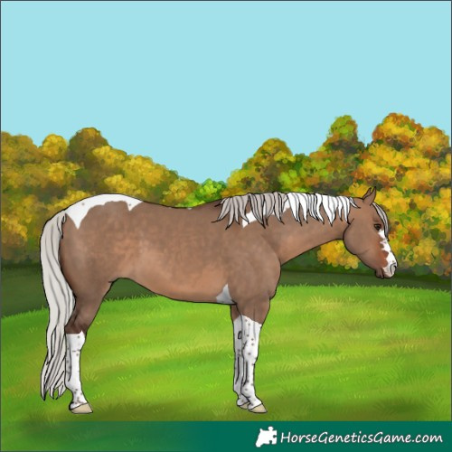 Horse Color:Silver Brown Dun Tobiano 