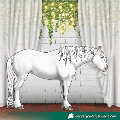 Horse Color:White Spotted Silver Brown Roan Dun Splash Appaloosa 