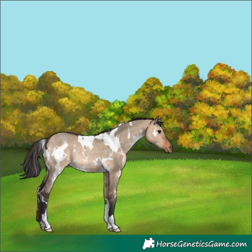 Horse Color:White Spotted Brown Dun Rabicano 