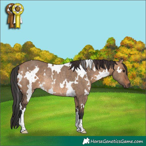 Horse Color:White Spotted Brown Dun Rabicano 