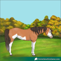 Horse Color:Bay Splash Frame