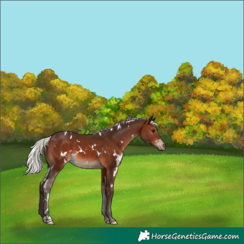 Horse Color:White Spotted Silver Brown 