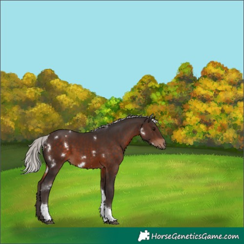 Horse Color:White Spotted Silver Brown Tobiano 
