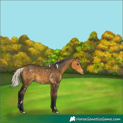 Horse Color:White Spotted Silver Buckskin 