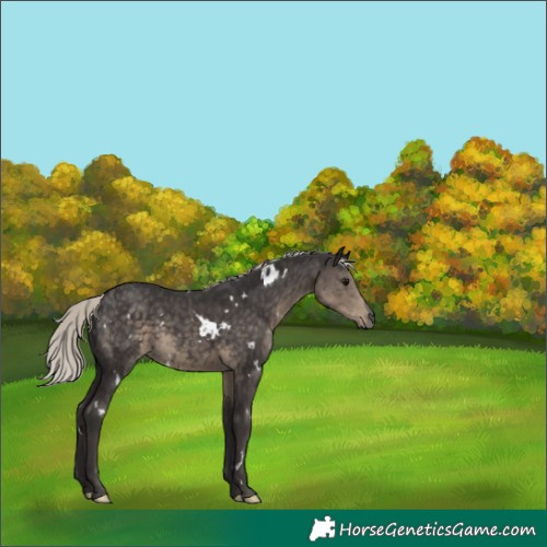 Horse Color:White Spotted Silver Smoky Black 