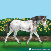 Horse Color:Black Sabino Splash Appaloosa  and Classic Champagne Sabino Splash Appaloosa 