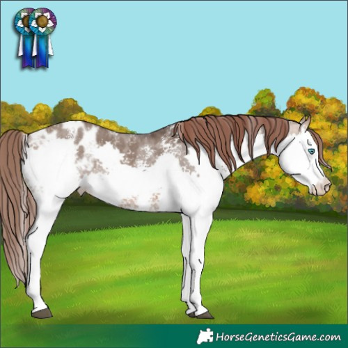 Horse Color:Brown Dun Sabino Splash Blanket Rabicano 