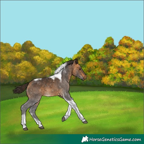 Horse Color:Buckskin Tobiano 