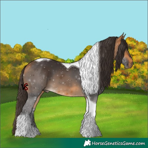Horse Color:Buckskin Tobiano 
