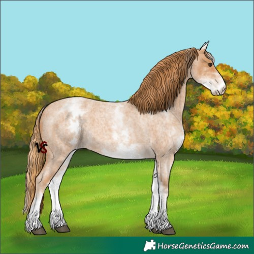 Horse Color:White Spotted Red Roan