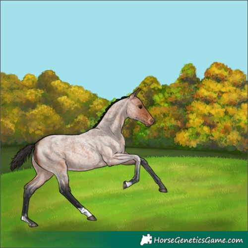 Horse Color:Bay Roan 