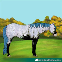Horse Color:Watercolor White Spotted Bay Ice Dun Rabicano 