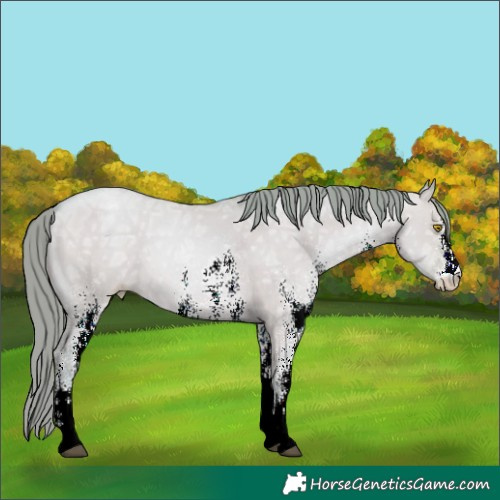 Horse Color:Watercolor White Spotted Brown Ice Pearl Dun 