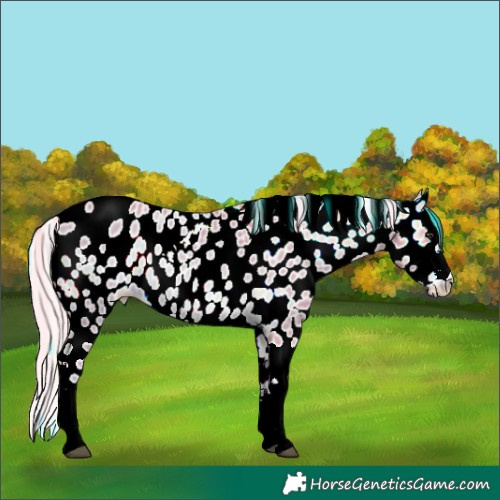 Horse Color:Watercolor White Spotted Chocolate Palomino Ice Onyx Leopard 