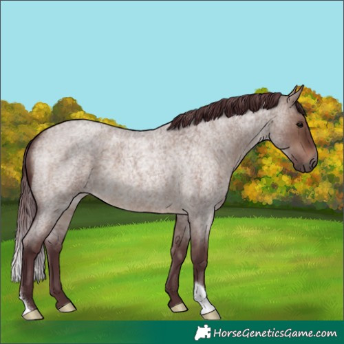 Horse Color:Chocolate Brown Roan Dun 