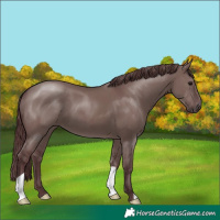 Horse Color:Chocolate Grullo 