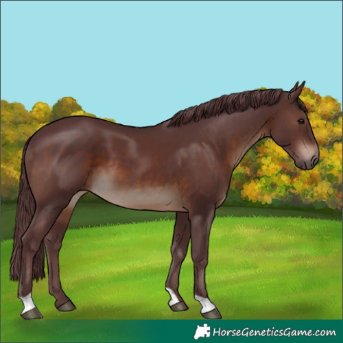 Horse Color:Chocolate Brown 