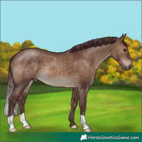 Horse Color:Chocolate Brown Dun 