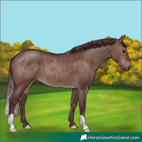 Horse Color:Chocolate Brown Dun