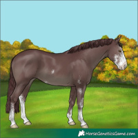 Horse Color:Chocolate Black Sabino 